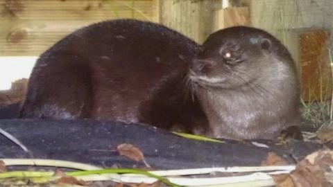 Otter under decking in Carlton, Nottingham