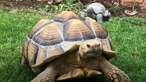 A large operation kicked into gear after Thomas the Salcuta tortoise escaped through a fence.