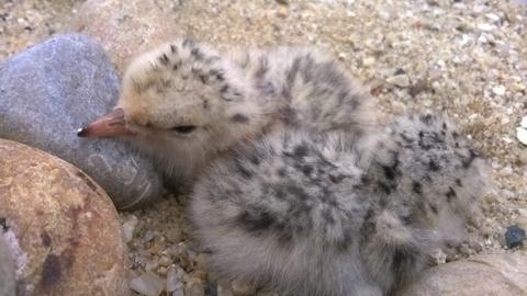 Little tern