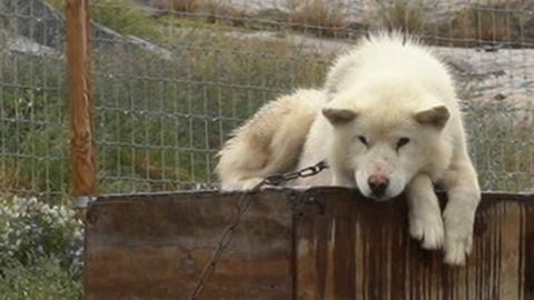 A sled dog lying on its kennel and looking sad in Greenland