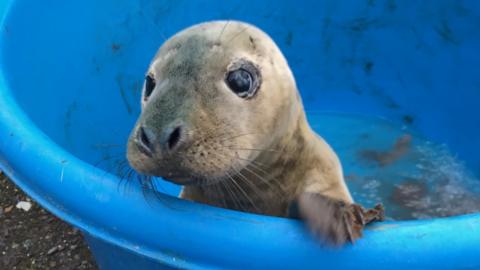 Seal pup Noel