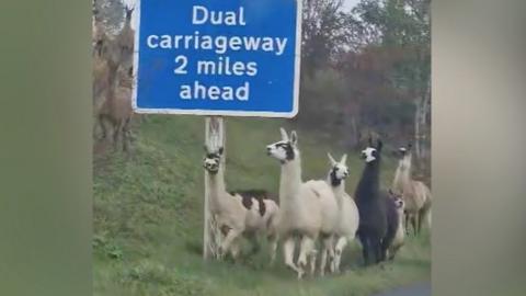 Llamas and alpacas on the A66 in Cumbria