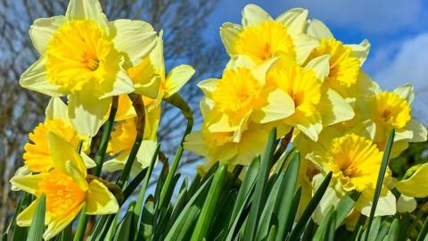 Daffodils in close up with bright blue sky behind