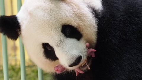 Huan Huan giant panda holds her newly-born twins at at the ZooParc de Beauval, France