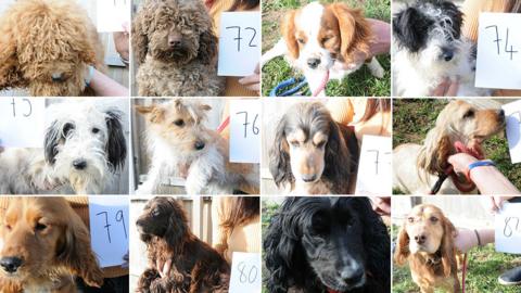 Twelve of the dogs found by police at West Meadows, Ipswich