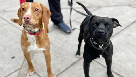 Cocker spaniel cross and Patterdale cross in a need of a home