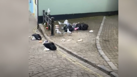 Gulls in street around litter