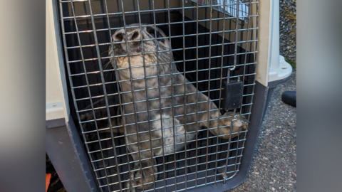 A seal in a crate
