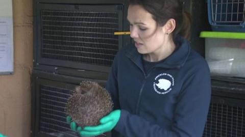 Katy South with hedgehog