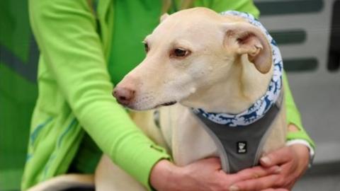 Coronavirus sniffer dog Kossi