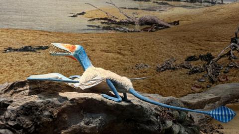 A reconstruction of the pterosaur dorygnathus in an early Jurassic habitat. It has blue skin, a long snout with a mouth full of sharp teeth, and appears to have white feathers on its back.