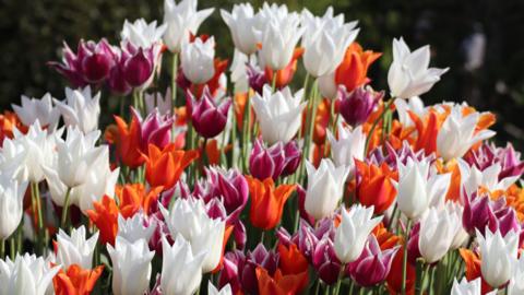 A host of pretty, multi-coloured tulips.