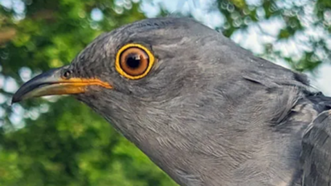 A close up of a cuckoo bird in the wild which is looking toward the left of the image. It has grey feathers with a yellow and grey beak and yellow and brown eyes.
