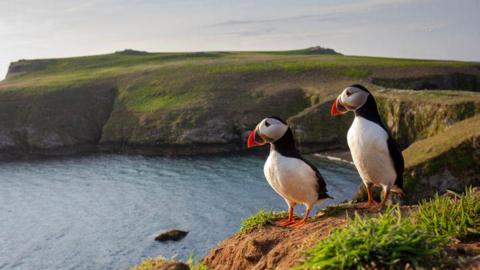 A pair of puffin against the green coastal backdrop of Skomer Island.