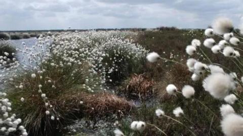 Humberhead Peatlands near Doncaster with cottongrass across most of the picture and water to the left growing over peat bogs 
