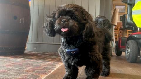 A black smelly fluffy dog with his tongue out and a blue colour looking at the camera.