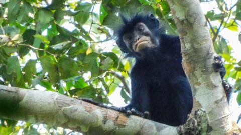A monkey on the branch of a tree, monkey has black fur and a black face with particularly striking pinkish-orange lips.