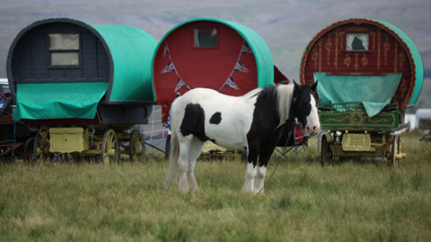 A white and black horse with long straight mane stands in front of three traditional Romany caravans during the annual horse fair in Appleby-in-Westmorland, Cumbria. The caravans are circular and wooden, sitting above traditional wagon wheels. They and the horse - which is side-on and facing to the right of the image - are in a field of longish grass, while out of focus in the background rocky hills rise up.