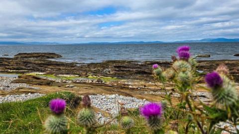 Purple flowers peeping through a rocky beach overlooking a cloudy shore
