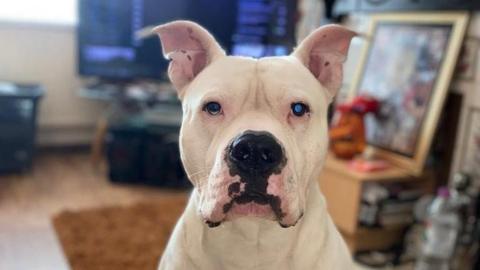 Ralph the dog pictured in a living room. The photo is focused on the dog who has a white fur with black spots just below his nose. In the blurred background, you can see a television and some artwork in a frame learning against a stone fireplace.