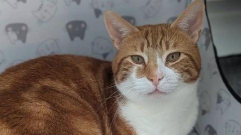 A ginger and white cat sat in front of a patterned background.