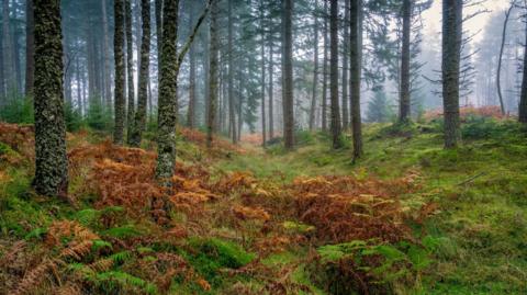 A view through an area of forestry in Scotland. The ground below is covered in ferns.