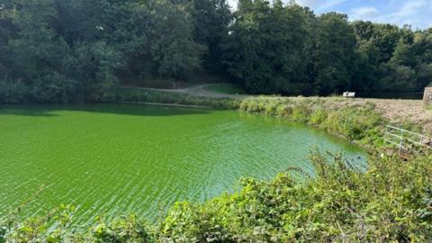 Bright green water can be seen, with trees and shrubs surrounding it.