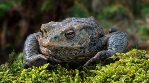 A toad is sitting on moss in a close-up photograph. There is countryside in the background, which is blurred.