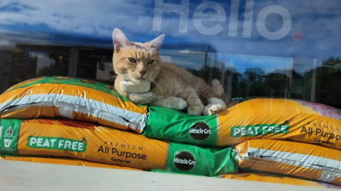 Lincoln the cat sitting on bags of compost