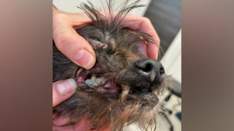 A vet's hands open the mouth of a brown Shih-Tzu dog, revealing its infected teeth.