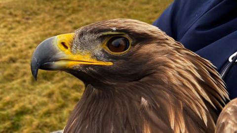 A close-up of a golden eagle with its distinctive yellow beak and large brown eye, looking off to the left