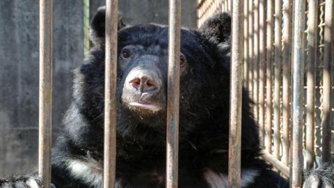 A black moon bear looks out of a small cage with bars. It has its paws resting on top of the bars as it looks at the camera.