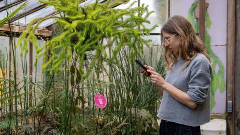 Dr Raphaella Hull holding a black mobile phone, looking at the screen, with plants in front of her. She is wearing a blue top, has dark trousers on, glasses and long dark hair. 
