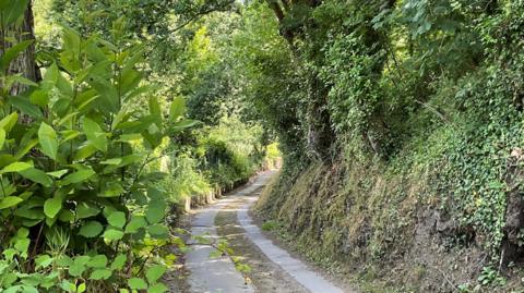A narrow country lane within dense greenery. On both sides of the path, there are trees and bushes. There is dirt in the middle of the road and no road markings. 