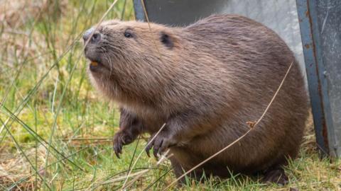 A close up of the beaver. He has smooth brown fur and is sitting on his back legs. Behind him is the open door to a metal crate.