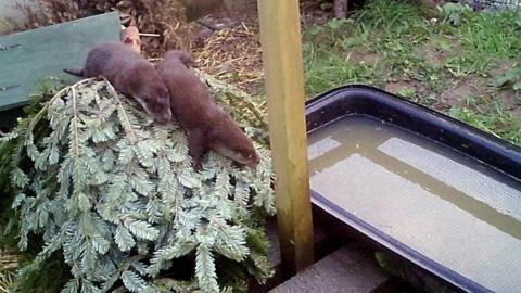 Two otters, sitting on a Christmas tree that is lying on its side. To the right of the otters is a plastic tub filled with water. 