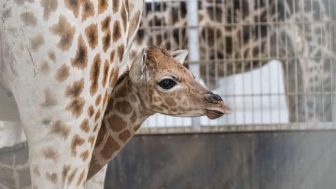A baby giraffe peeks out from the legs of its mum