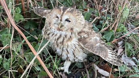 A small tawny owl with its wings outstretched in some grass.
