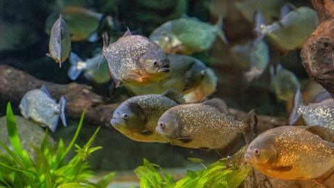 piranhas at Chester Zoo