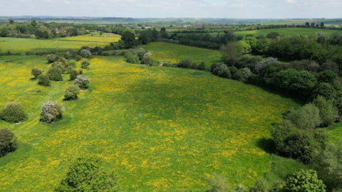 A plot of green grass and trees with lots of yellow flowers
