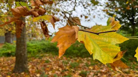 A curled brown and yellow leaf fills the picture in focus. Behind you can see trees and brown leaves. There is a green hedge and a carpet of brown leads on the ground.