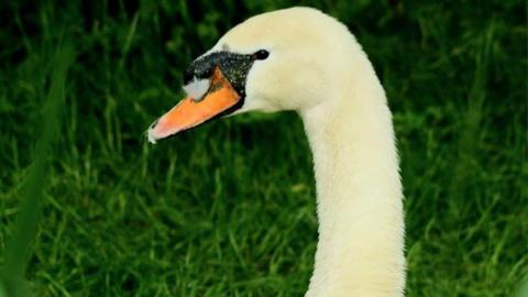 A male mute swan with a long white neck and orange beak