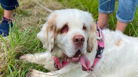 A Clumber spaniel