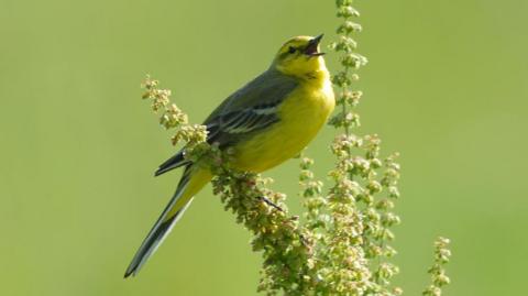 A yellow wagtail bird sitting on a small plant with its beak open.