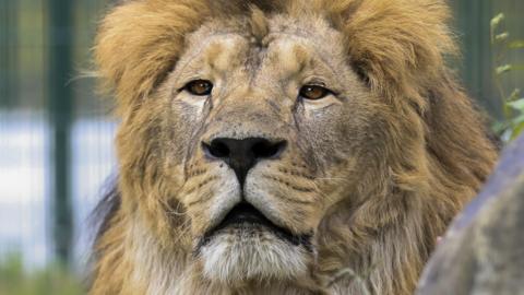 A close-up of a male lion's face.