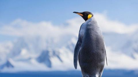 Penguin in Antarctica looking up.