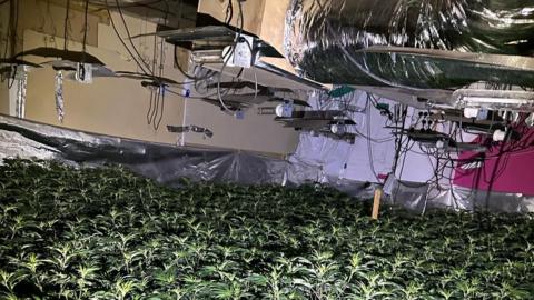 Dozens of cannabis plants can be seen with various equipment including heat lamps.