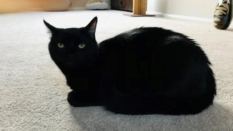 A black cat stares into the camera. He is sitting on a light coloured carpet.