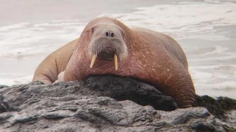 A walrus with wrinkly skin, whiskers and long ivory tusks rests on some rocks which are surrounded by a grey sea
