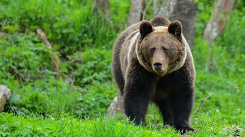 Brown bear in Poland's Bieszczady region, with greenery in the background
